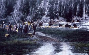 Tourists watching bears.