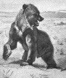 Detail, Biography of a Grizzly