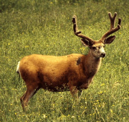 Mule dee in velvet YDSF