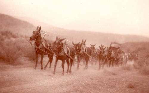 Charles D. Loughrey Mule Train PMB
